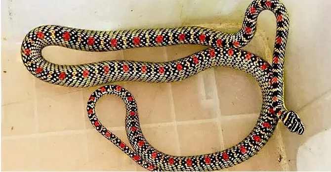 বাসা থেকে উদ্ধার হলো কালনাগিনী সাপ